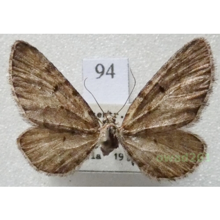 Eupithecia intricata (Zetterstedt, 1839) Czech94